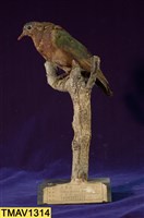 藏品(翠翼鳩)的圖片